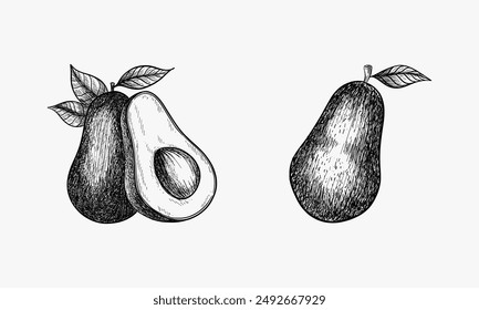 Hand drawn vector image of sliced avocado fruit. Sketch of alligator pear. Image of healthy and organic food or salad ingredient. Vegan and vegetarian meal. Agriculture and farming, gourmet, culinary