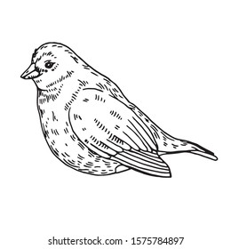 Hand drawn vector images of a bird. Graphics, lines.