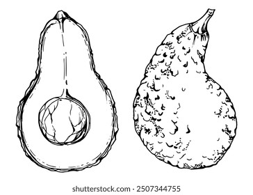 Hand drawn vector ink avocado green vegetable for vegan cooking, diet and healthy lifestyle. Illustration single object isolated on white background. Design for recipe book, website, card, menu