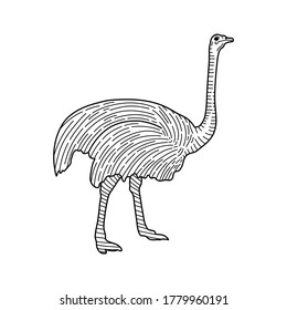 Hand drawn vector ink drawing in engraving style. Big bird ostrich in full growth isolated on a white background. Ostrich farm, animal rearing, breeding, label, print.