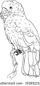 Hand drawn vector ink illustration of a Cockatoo bird on a branch, black and white, outline