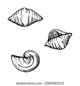 Handgezeichnete Vektorgrafik. Sorten von Nudeln italienischen Küche conchiglie, orecchiette. Satz von Einzelobjektelementen einzeln auf Weiß. Für Restaurant, Speisekarte, Gastronomie und Pauschal, Flyer, Druck.