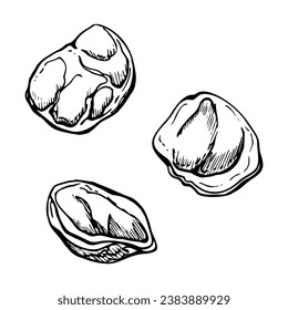 Hand drawn vector ink illustration. Types of pasta Italian cuisine conchiglie, orecchiette. Set of single object elements isolated on white. For restaurant, menu, food shop and package, flyer, print.