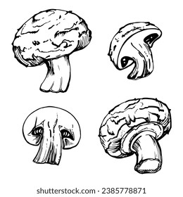 Ilustración de tinta vectorial dibujada a mano. Campeón de hongos comestibles en mitad completa, producto de cultivo vegetal ecológico. Un solo objeto aislado en blanco. Diseño de menú de restaurante, café, tienda de comida o paquete, volante, impresión.