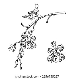 Hand drawn vector ink orchid flowers, stems, leaves, monochrome, detailed outline. Composition with branches. Isolated on white background. Design for wall art, wedding, print, tattoo, cover, card