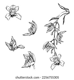 Hand drawn vector ink orchid flowers, stems, leaves, monochrome, detailed outline. Composition with branches. Isolated on white background. Design for wall art, wedding, print, tattoo, cover, card