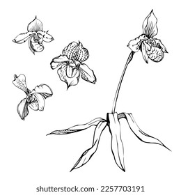 Flores de orquídeas, tallos, hojas, monocromo y contorno detallado dibujadas a mano con tinta vectorial. Composición con ramas. Aislado sobre fondo blanco. Diseño para arte mural, boda, impresión, tatuaje, portada, tarjeta