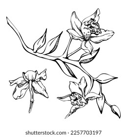 Flores de orquídeas, tallos, hojas, monocromo y contorno detallado dibujadas a mano con tinta vectorial. Composición con ramas. Aislado sobre fondo blanco. Diseño para arte mural, boda, impresión, tatuaje, portada, tarjeta