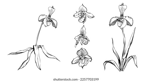 Handgezeichnete Vektorfarben orchid Blumen, Stiele, Blätter, einfarbig, detaillierte Umrisse. Zusammensetzung mit Zweigen. Einzeln auf weißem Hintergrund. Design für Wandkunst, Hochzeit, Druck, Tätowierung, Cover, Karte