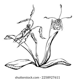 Flores de orquídeas, tallos, hojas, monocromo y contorno detallado dibujadas a mano con tinta vectorial. Composición con ramas. Aislado sobre fondo blanco. Diseño para arte mural, boda, impresión, tatuaje, portada, tarjeta