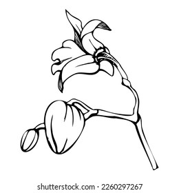 Flores de orquídeas, tallos, hojas, monocromo y contorno detallado dibujadas a mano con tinta vectorial. Composición con ramas. Aislado sobre fondo blanco. Diseño para arte mural, boda, impresión, tatuaje, portada, tarjeta