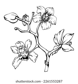 Hand drawn vector ink orchid flowers and branches, monochrome, detailed outline. Circle wreath composition. Isolated on white background. Design for wall art, wedding, print, tattoo, cover, card