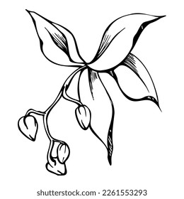 Hand drawn vector ink orchid flowers and branches, monochrome, detailed outline. Circle wreath composition. Isolated on white background. Design for wall art, wedding, print, tattoo, cover, card