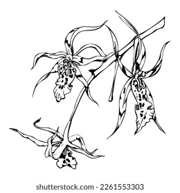Hand drawn vector ink orchid flowers and branches, monochrome, detailed outline. Circle wreath composition. Isolated on white background. Design for wall art, wedding, print, tattoo, cover, card
