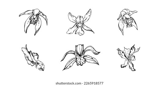 Hand drawn vector ink orchid flowers and branches, monochrome, detailed outline. Single flowers, leaves, stems. Isolated on white background. Design for wall art, wedding, print, tattoo, cover, card