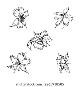 Hand drawn vector ink orchid flowers and branches, monochrome, detailed outline. Single flowers, leaves, stems. Isolated on white background. Design for wall art, wedding, print, tattoo, cover, card