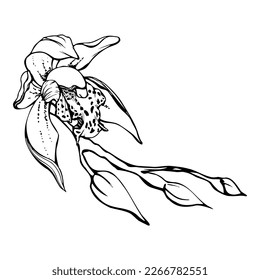 Flores y ramas de orquídeas de tinta vectorial dibujadas a mano, monocromo, contorno detallado. Composición de la corona circular. Aislado sobre fondo blanco. Diseño para arte mural, boda, impresión, tatuaje, portada, tarjeta