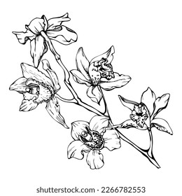 Hand drawn vector ink orchid flowers and branches, monochrome, detailed outline. Circle wreath composition. Isolated on white background. Design for wall art, wedding, print, tattoo, cover, card