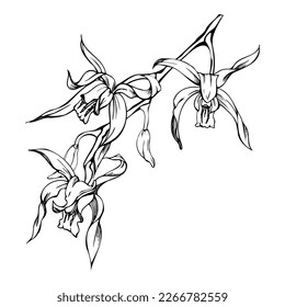 Flores y ramas de orquídeas de tinta vectorial dibujadas a mano, monocromo, contorno detallado. Composición de la corona circular. Aislado sobre fondo blanco. Diseño para arte mural, boda, impresión, tatuaje, portada, tarjeta