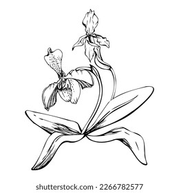 Hand drawn vector ink orchid flowers and branches, monochrome, detailed outline. Circle wreath composition. Isolated on white background. Design for wall art, wedding, print, tattoo, cover, card