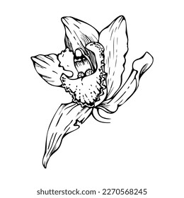 Hand drawn vector ink orchid, monochrome, detailed outline. Close-up drawing of single cymbidium exotic flower. Isolated on white background. Design for wall art, wedding, print, tattoo, cover, card