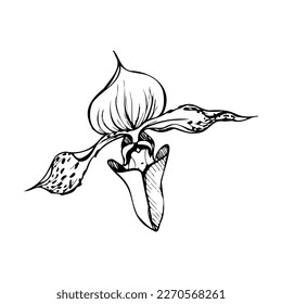 Hand drawn vector ink orchid, monochrome, detailed outline. Close-up drawing of single venus slipper flower. Isolated on white background. Design for wall art, wedding, print, tattoo, cover, card