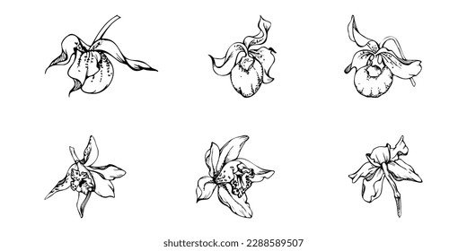 Hand drawn vector ink orchid flowers and branches, monochrome, detailed outline. Single flowers, leaves, stems. Isolated on white background. Design for wall art, wedding, print, tattoo, cover, card