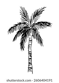 Hand drawn vector ink sketch. Palm tree, tropical plants. Nature and landscape. Summer vacation.