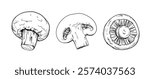 Hand drawn vector ink style decorative illustration of champignon mushrooms isolated on white background