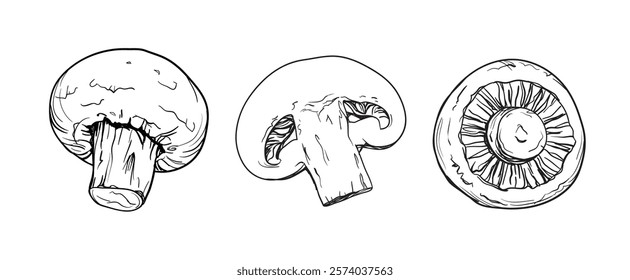 Hand drawn vector ink style decorative illustration of champignon mushrooms isolated on white background