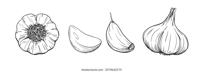 Hand drawn vector ink style decorative illustration of garlic cloves and bulbs isolated on white background