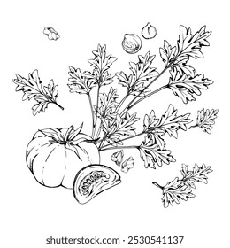 Hand drawn vector ink tomato vegetable, coriander parsley herb, nuts diet and healthy lifestyle, salad vegan cooking. Illustration composition isolated on white background. Design print, card, menu