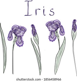 Hand drawn vector Iris flowers set in watercolor style