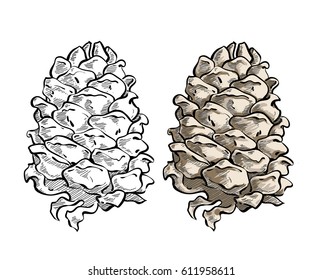 Hand drawn vector isolated cedar cone. Illustration in sketch style with color. Isolated on white background.