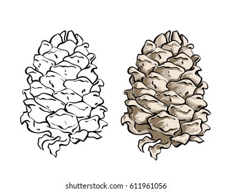 Hand drawn vector isolated cedar cone. Illustration in sketch style with color. Isolated on white background.