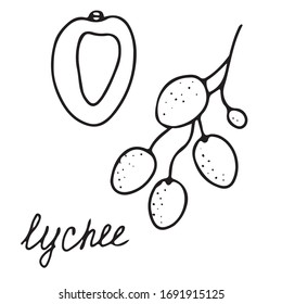 Hand drawn vector isolated food icon. Black outline illustration of tropical lychee fruit. Leeches icon. 