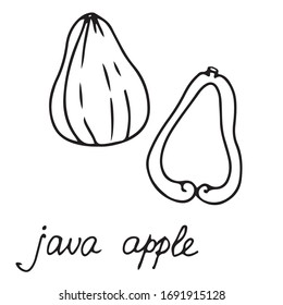 Hand drawn vector isolated food icon. Black outline illustration of tropical jamrul fruit. Java apple icon. Thai apple.
