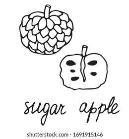 Icono de comida aislada vector dibujado a mano. Ilustración en negro de la cosecha de frutas tropicales. Icono de manzana de azúcar. 