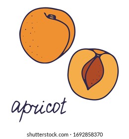 Icono de comida aislada vector dibujado a mano. Ilustración de relleno de color de fruta. Icono de albaricoque. 