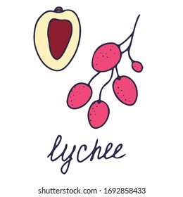 Hand drawn vector isolated food icon. Color fill illustration of tropical lychee fruit. Leeches icon. 