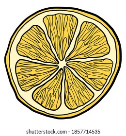 Hand drawn vector isolated lemon slice. Color fill illustration of lemon slice. Graphic lemon.