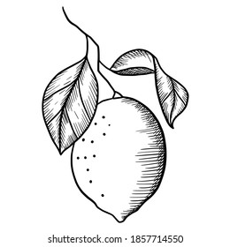 Hand drawn vector isolated lemon. Black outline illustration of lemon. Graphic lemon.