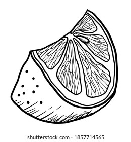 Hand drawn vector isolated lemon slice. Black outline illustration of lemon slice. Graphic lemon.