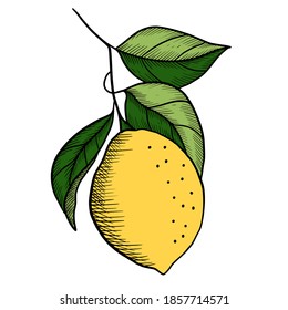 Lemon aislado vector dibujado a mano. Ilustración de relleno de color de limón. Limón gráfico.