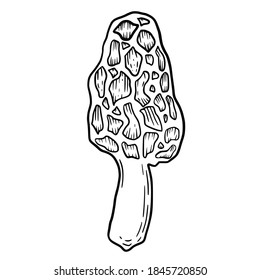 Hand drawn vector isolated  mushroom. Black outline illustration of magic morchella mushroom. Witchcraft aesthetic tools. Morel mushroom icon.