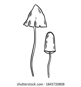 Hand drawn vector isolated poisoned mushrooms. Black outline illustration of magic mushrooms. Witchcraft aesthetic tools.
