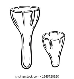 Hand drawn vector isolated poisoned mushrooms. Black outline illustration of magic mushrooms. Witchcraft aesthetic tools.