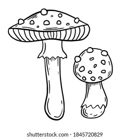 Hand drawn vector isolated poisoned mushrooms. Black outline illustration of magic mushroom amanita. Witchcraft aesthetic tools. Fly agaric icon.