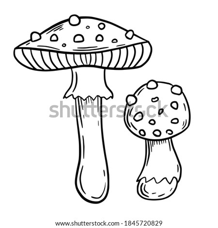Hand drawn vector isolated poisoned mushrooms. Black outline illustration of magic mushroom amanita. Witchcraft aesthetic tools. Fly agaric icon.