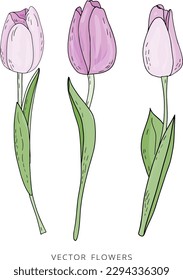 Hand drawn vector isolated set of pink tulips with leaves in doodle style